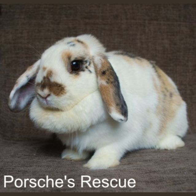 Photo of Merry   On Hold