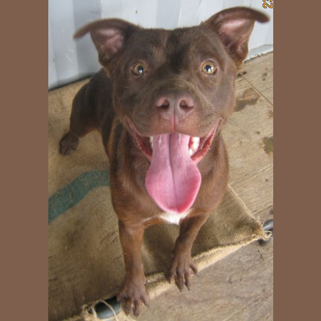 Photo of Milo