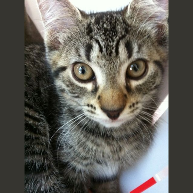 Photo of Billy (Kitten)   On Trial Adoption 31/01/13  : )