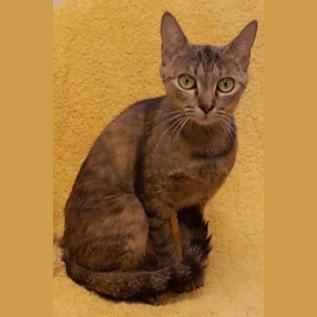 Photo of Twinkle