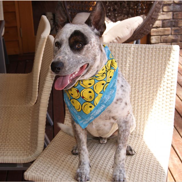 Photo of Patch (On Trial 1/1/13)