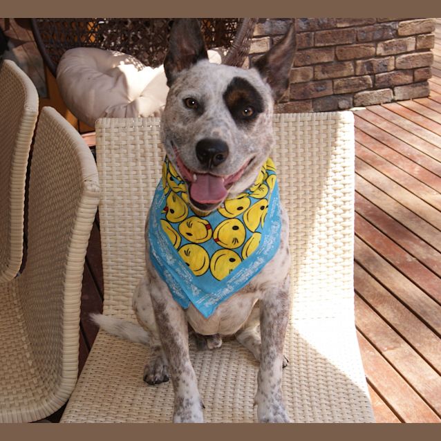 Photo of Patch (On Trial 1/1/13)