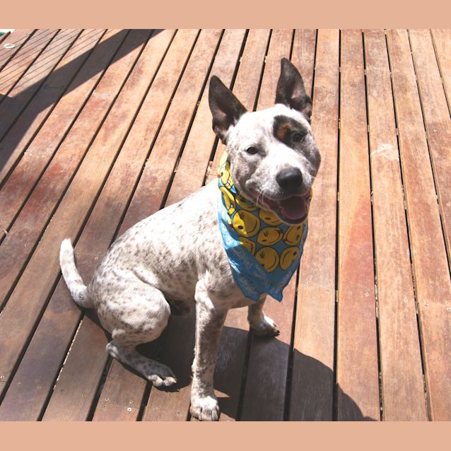 Photo of Patch (On Trial 1/1/13)