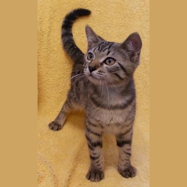 Photo of Oscar