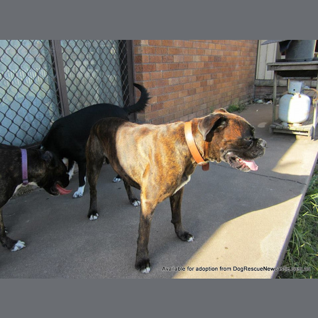 Photo of Diesel (On Trial 13/4/13)