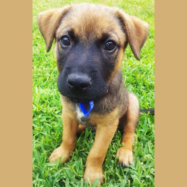 Photo of Roman (On Hold Pending Adoption 9/1)