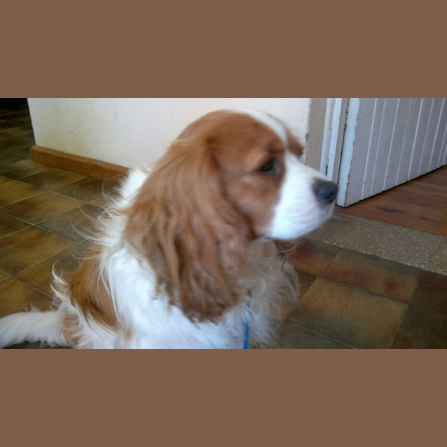 Photo of Noah (Adoption Pending)