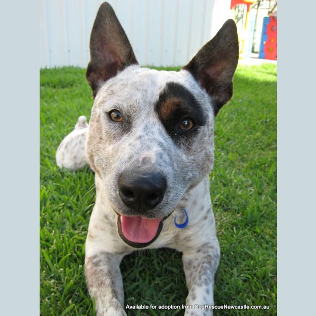 Photo of Patch (On Trial 1/1/13)