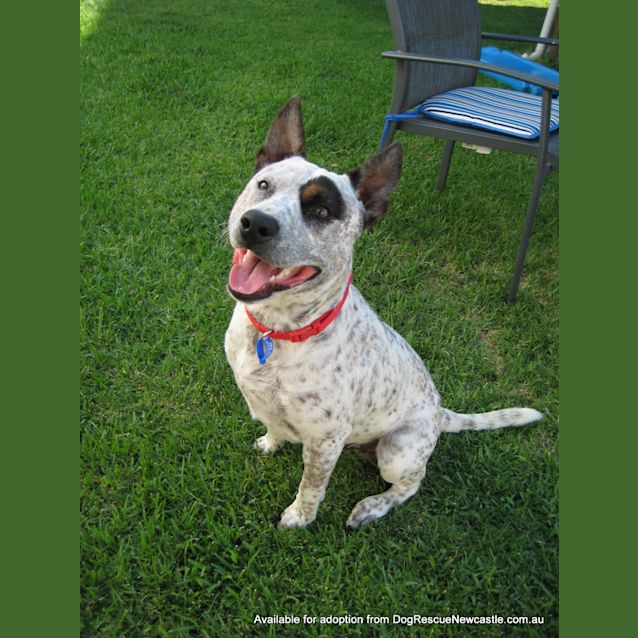 Photo of Patch (On Trial 1/1/13)