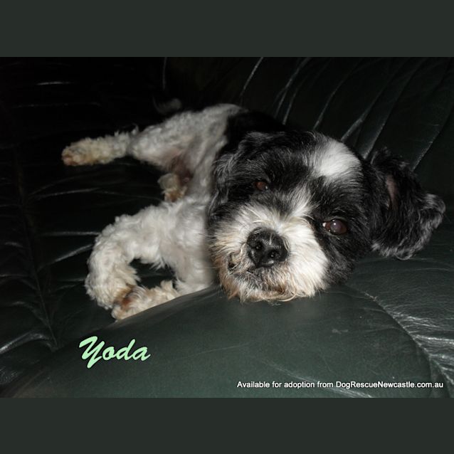 Photo of Yoda ~ Sweet Senior Only $200 On Trial 10/01/13