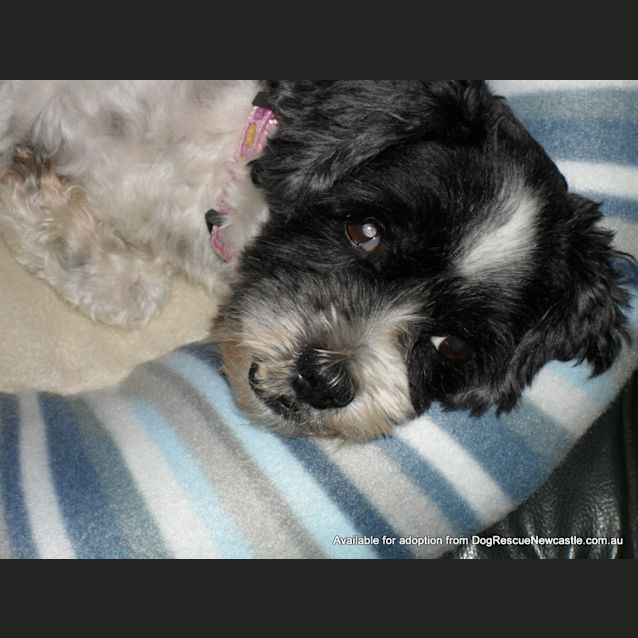 Photo of Yoda ~ Sweet Senior Only $200 On Trial 10/01/13