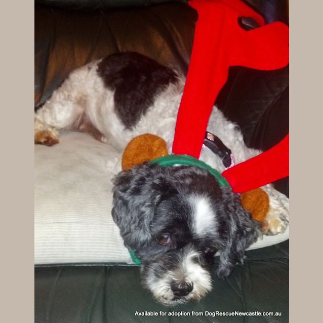 Photo of Yoda ~ Sweet Senior Only $200 On Trial 10/01/13