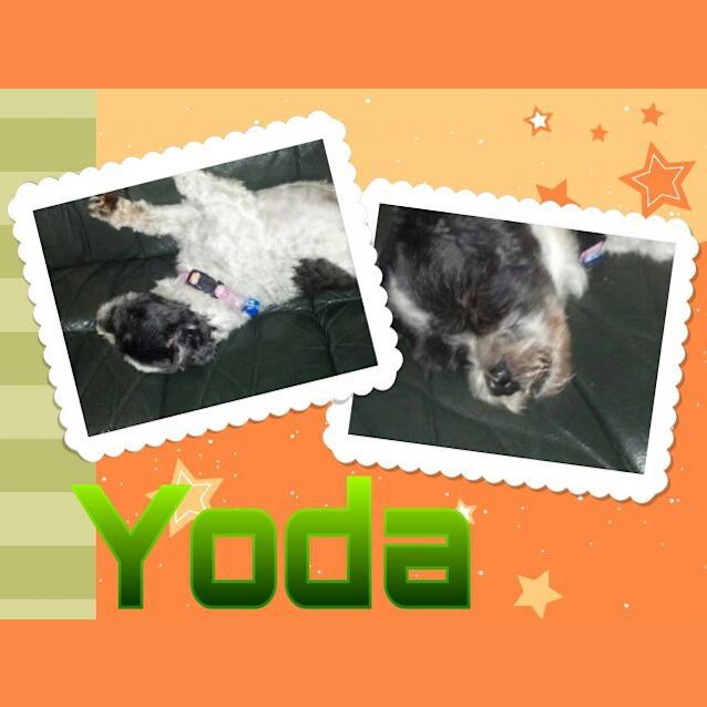Photo of Yoda ~ Sweet Senior Only $200 On Trial 10/01/13