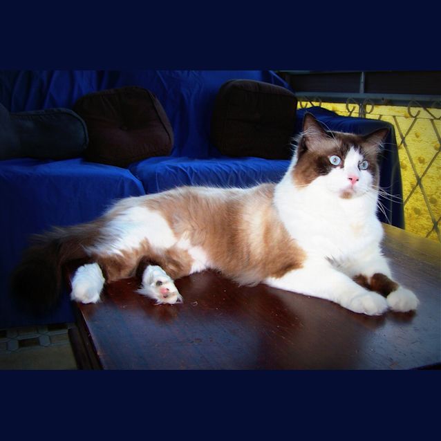 Photo of Diesel