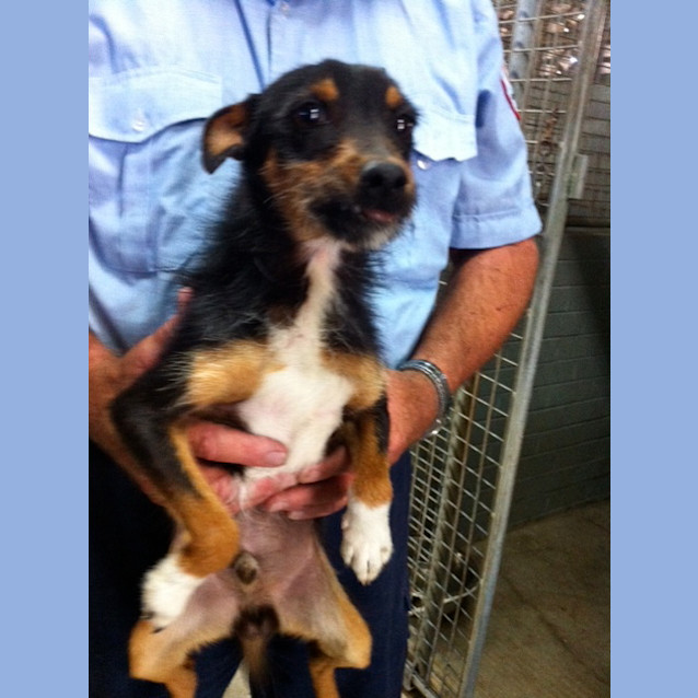 Photo of Bilbo Adoption Pending