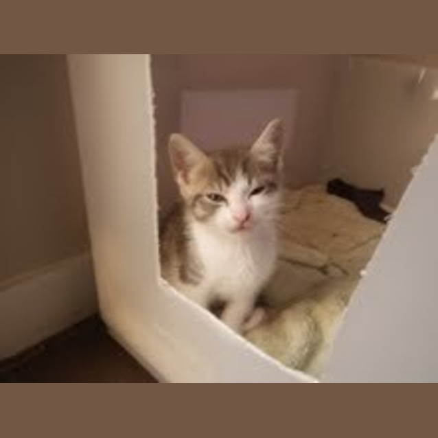 Photo of Macavity