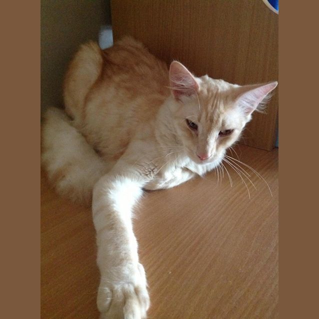 Photo of Basil
