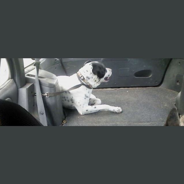 Photo of Buddy