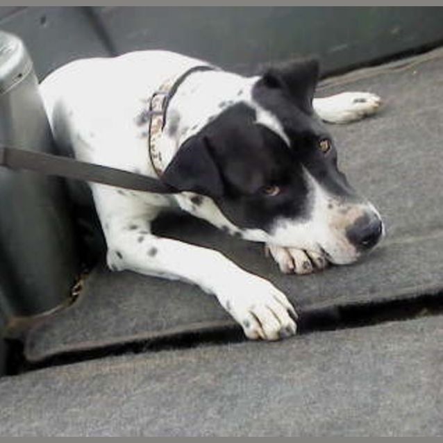 Photo of Buddy