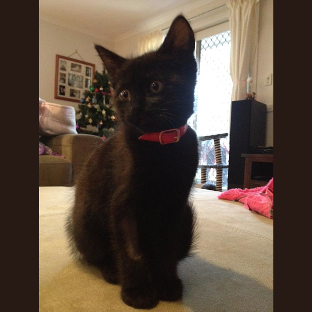 Photo of Myrus