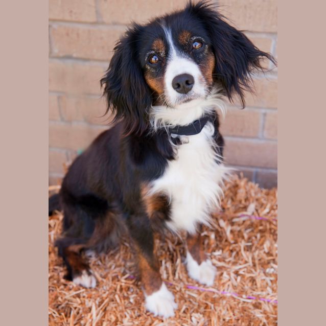 Border Collie Cocker Spaniel Mix Poodle Mix Collie Puppy Border