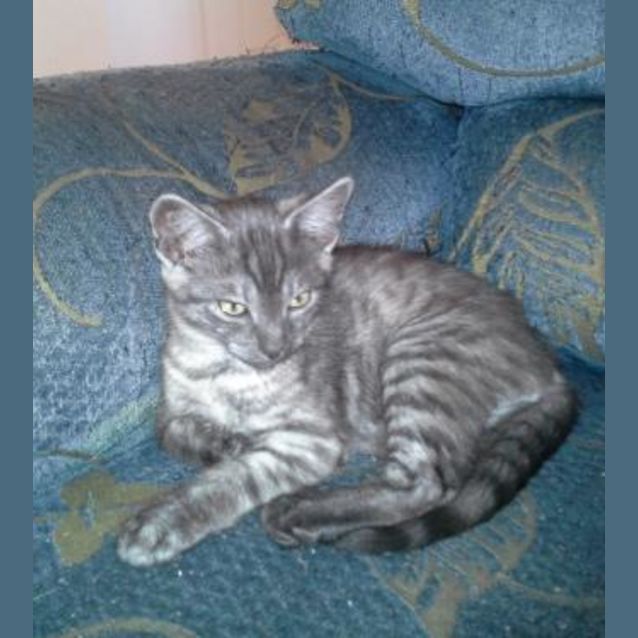 Photo of Tyson