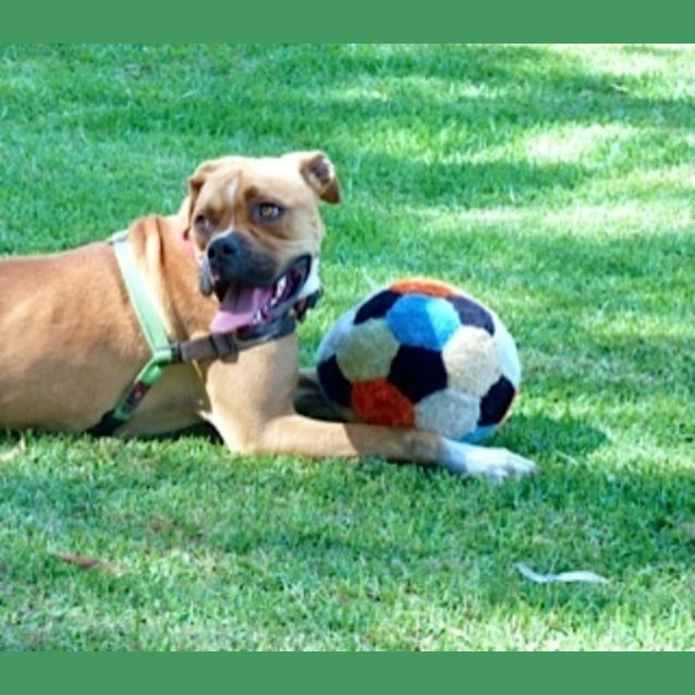 Photo of Tyson   Adoption Pending