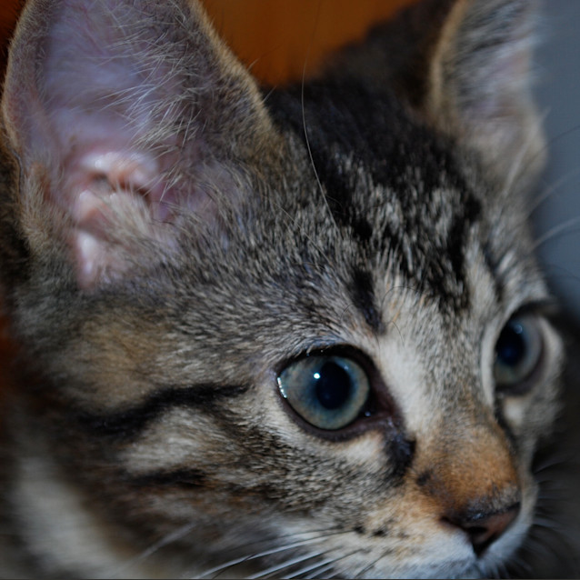 Photo of Zia