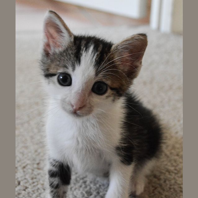 Photo of Sherlock