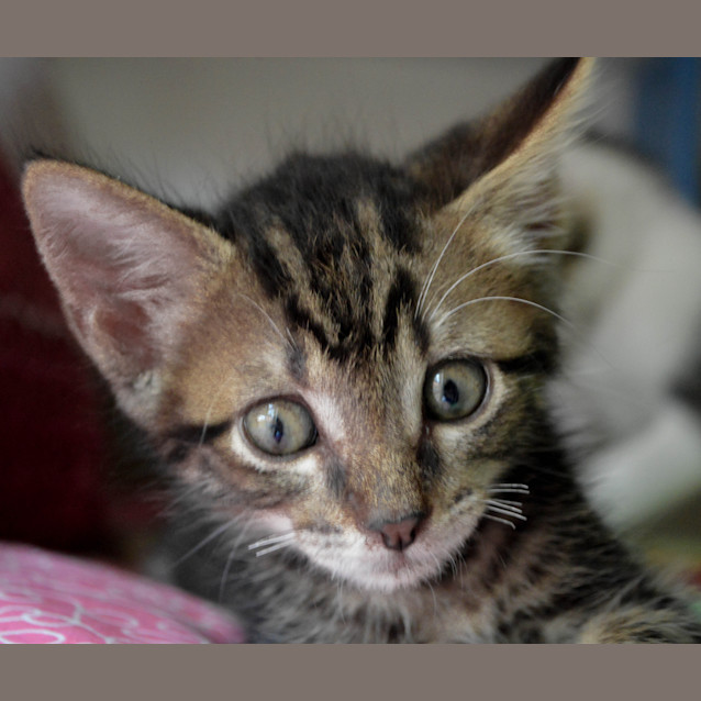 Photo of Watson