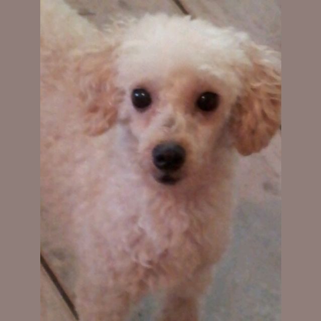 Photo of Coco & Chanel