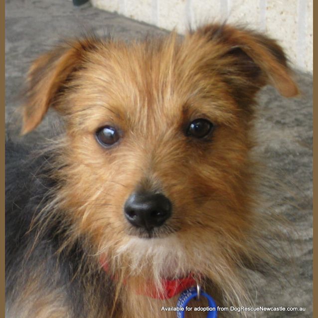 Photo of Digby (On Trial 26/1/13 With Rigby)