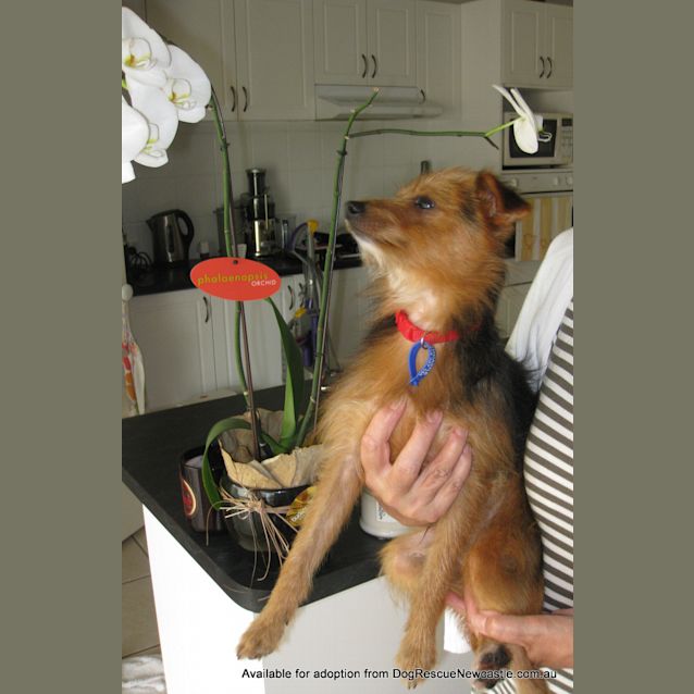 Photo of Digby (On Trial 26/1/13 With Rigby)
