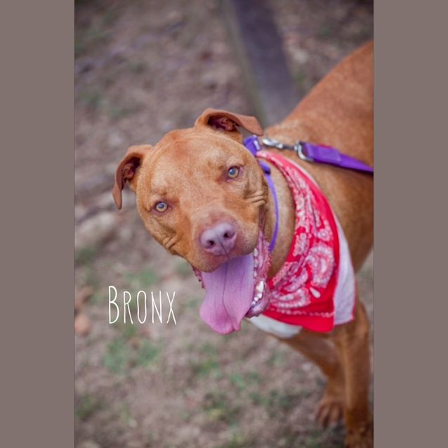 Photo of Bronx