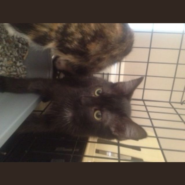 Photo of Licorice