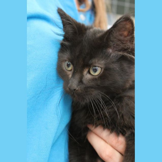 Photo of Shadow  Black Long Haired Kitten