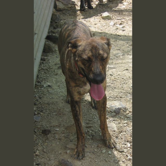 Photo of Sheba