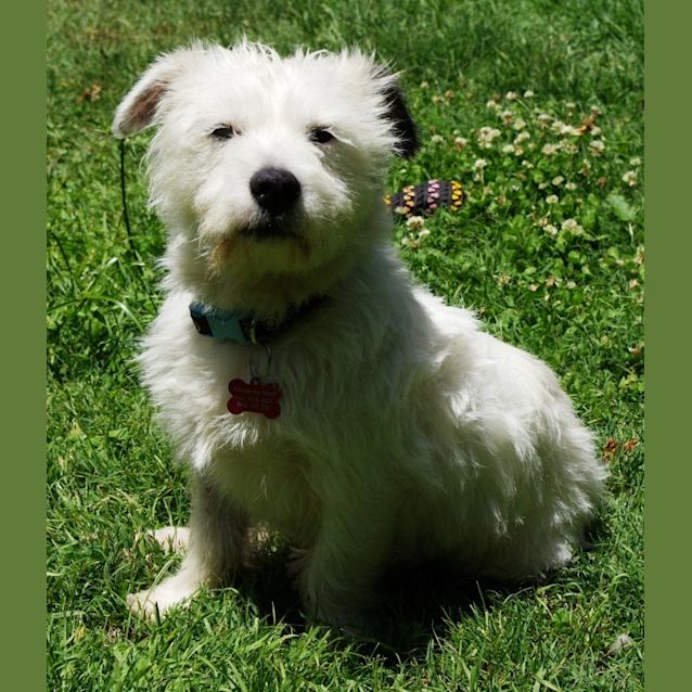 Russell Cross Terrier Dog Westie X Jack Russell Fossil Medium