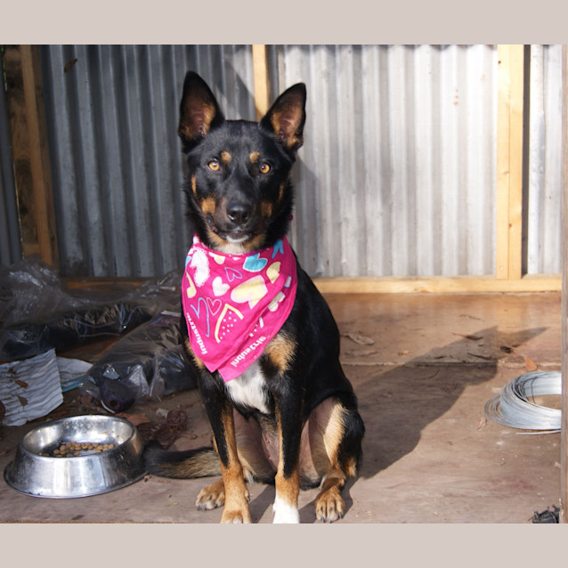Photo of Lilly (On Trial 10/1/13)