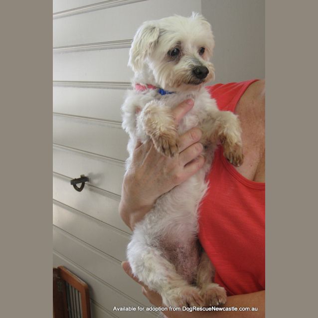 Photo of Mini Moo (On Trial 22/1/13)