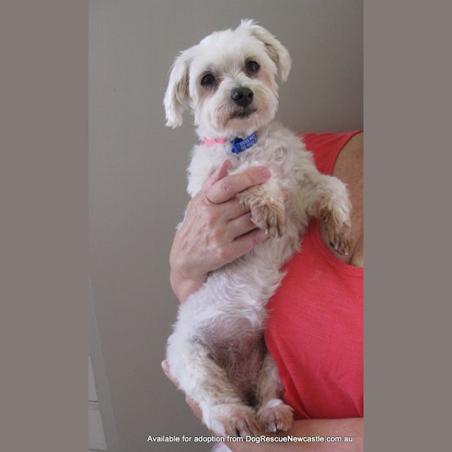 Photo of Mini Moo (On Trial 22/1/13)