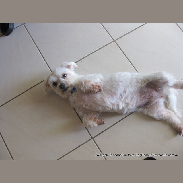 Photo of Mini Moo (On Trial 22/1/13)