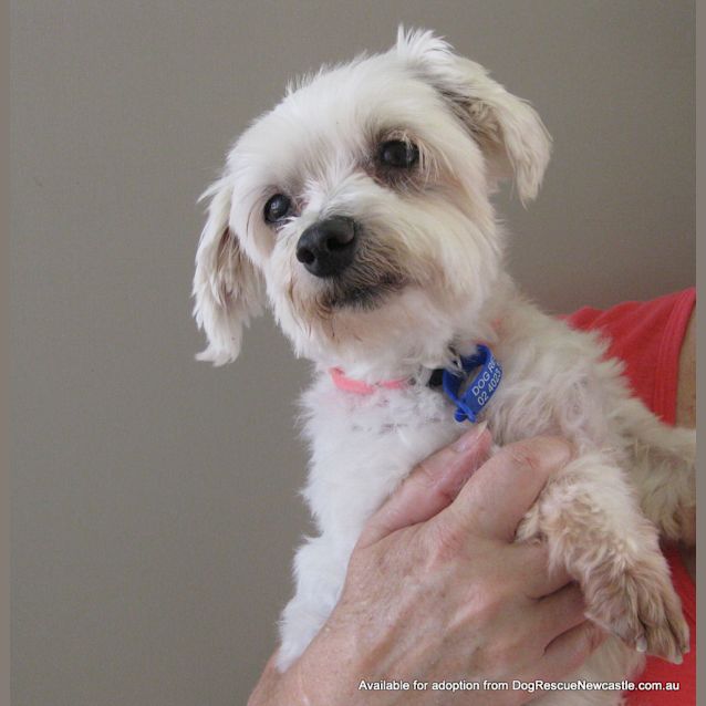 Photo of Mini Moo (On Trial 22/1/13)