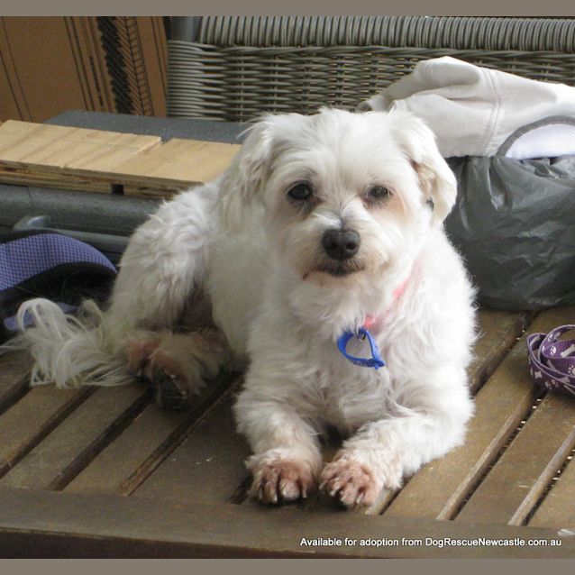 Photo of Mini Moo (On Trial 22/1/13)