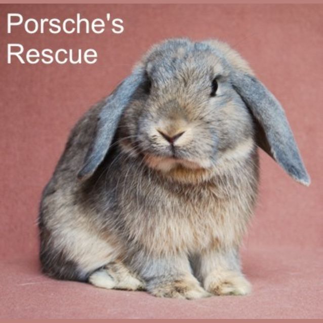 Photo of Archibald   Vaccinated