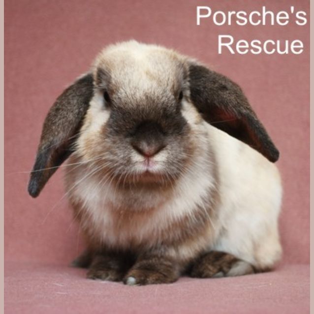 Photo of Carmen   Desexed And Vaccinated