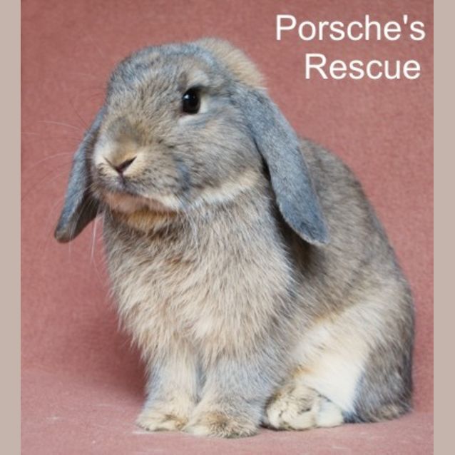 Photo of Archibald   Vaccinated