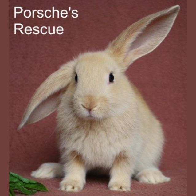 Photo of William   Desexed