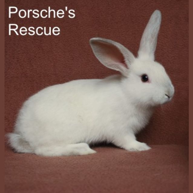 Photo of Eliza  Desexed And Vaccinated