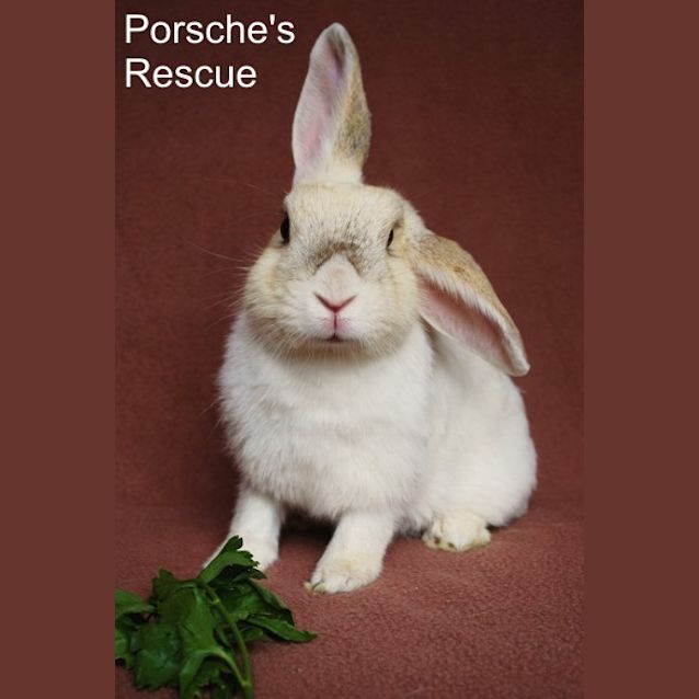 Photo of Audrey  Desexed And Vaccinated